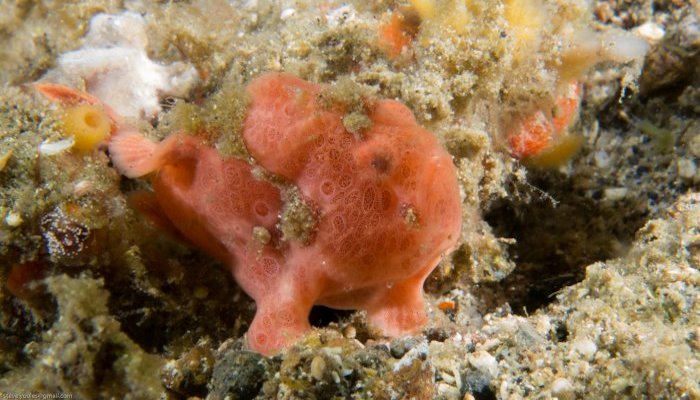 Baby Pink Frogfish